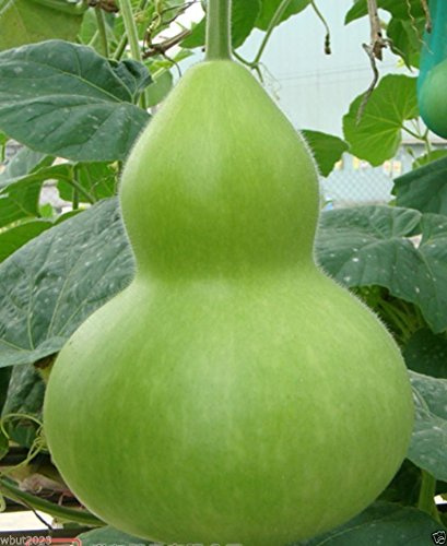 Giant Bottle Gourd Seed, Lagenaria leucantha var gourda,For ornamental use only.(25 Seeds)