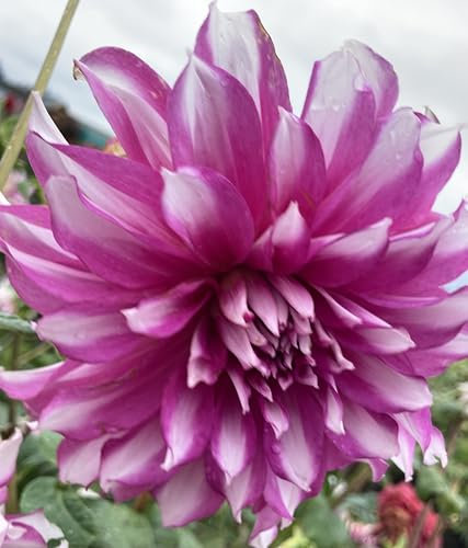 5 x Pink and White Dahlia Radegast (Dinner-Plate) Tuber to Plant (Free UK Postage)