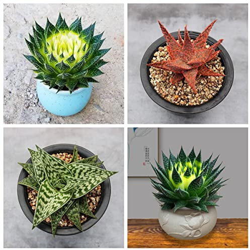 Aloe Vera Pflanze Für Draussen - Sukkulenten Echte Pflanzen Für Haus Und Garten - Winterhart - Zimmerpflanzen, Extrem Winterharte Kübelpflanzen, Balkon Pflanze, Aloe Vera Pflanze Echt - 50 Stück