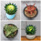 Aloe Vera Pflanze Für Draussen - Sukkulenten Echte Pflanzen Für Haus Und Garten - Winterhart - Zimmerpflanzen, Extrem Winterharte Kübelpflanzen, Balkon Pflanze, Aloe Vera Pflanze Echt - 50 Stück