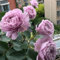 Rosenpflanzen in angebot - Duftende rosen winterhart - Seltene Rosenpflanze - Rose pflanzen knollen winterhart - Blumenzwiebeln mehrjährig winterhart-1Pflanze-C