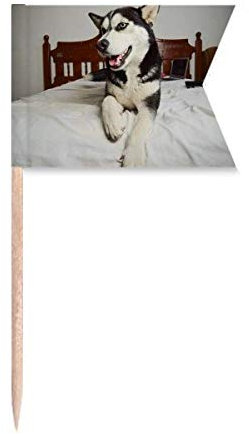 Hund Tier Zimmer Husky Bild Zahnstocher Flaggen Kennzeichnung für Party Kuchen Lebensmittel Käseplatte