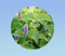 20 graines de menthe poivré - herbe aromatique - piperita -