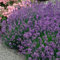 Lavendel 'Munsteadt' Lavandula angustifolia - 1 winterharte Pflanze im 2 Liter Container mit leuchtend blau-lila Blüten als Hecke oder Busch - von Garten Schlüter - Pflanzen in Top Qualität