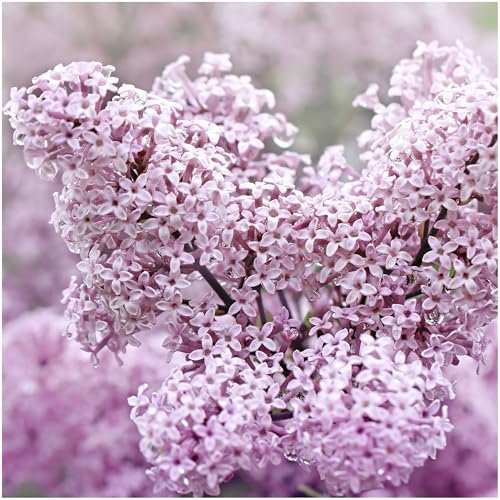 Syringa Meyeri Palibin - Korean Lilac Shrub in a 9cm Pot, 3fatpigs®