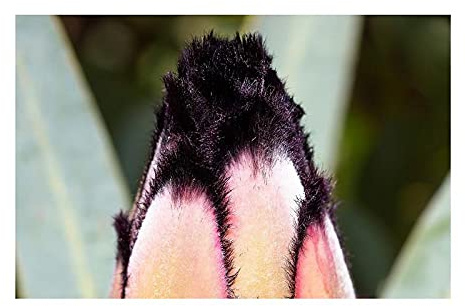 Stk - 4x Protea neriifolia Oleander Zuckerbusch Garten Pflanzen - Samen B137 - Seeds & Plants Shop by Ipsa