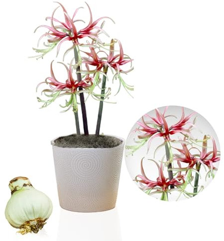 Amaryllis Chico bulbe, 1 pièce grand format 26/30, Exclusif, bulbes, plantes et fleurs de Hollande, Véritables Hippeastrum (pas de graines, cire et non artificiel)