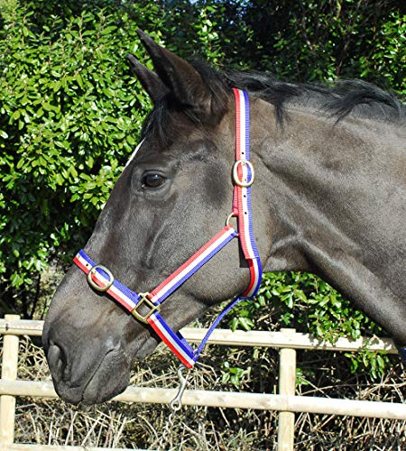 Rhinegold Nylon Headcollar - Shetland - Red/White/Blue