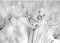 Runa Art Fototapete Blumen Pusteblume Modern Vlies Wohnzimmer Schlafzimmer - Made in Germany - 308 x 220 cm Schwarz Weiss 9436010c