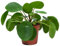 Verdecora Pianta di denaro cinese | Pilea Peperomioides | Pianta naturale in vaso Ø12cm