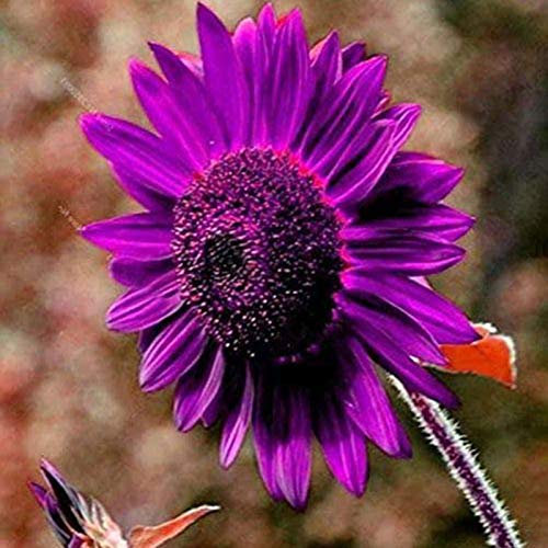 TOYHEART 50 Pezzi Semi Di Fiori Premium, Semi Di Girasole Viola Piante Fiorite Perenni Vasi Da Fiori Semi Da Giardino Per Giardino Semi di girasole