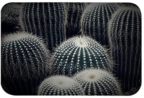 A.Monamour Tappetino per Il Bagno Antiscivolo Assorbente Cactus Texture Cactus Piante Succulente Tema Botanico Lavabile Tappeto Tappetini Doccia Passatoia da Cucina Zerbino Tappeti Cameretta 40x60cm