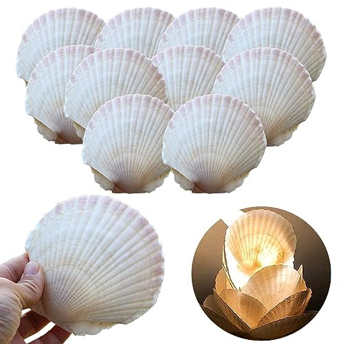 Coquillage Décoration Lot de 10 Coquilles Saint Jacques, Naturel Grand Coquille Blanc Décorations de Coquille Coquillages pour Mariage Plage et Océan Crafts la Décoration pour Cuisine (7-12cm)