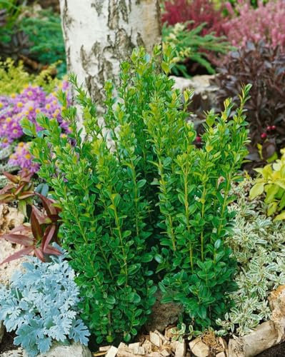 Säulen-Buchsbaum 'Graham Blandy' 125-150 cm Topf Buxus sempervirens