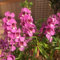 10 pcs Angelonia Pflanzen Balkon Samen, gartenblumen, zimmerpflanzen samen Angelonia Angustifolia blumensamen mehrjährig winterhart, balkonpflanzen winterhart bienenwiese saatgut begonie