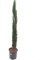 Säulenzypresse - Cupressus Sempervirens - verschiedene Größen (110-130cm - Topf Ø 23cm 5,4Ltr.)