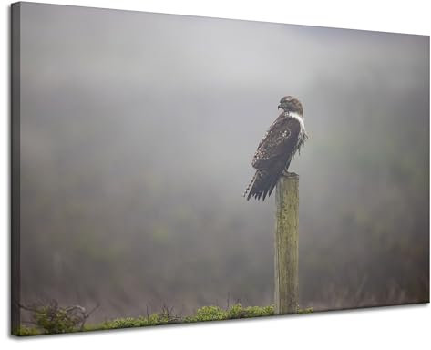 GP TONER Wanddekoration Kunstdruck modern Wandbilder Leinwanddruck Tiere Falke 120x80 cm