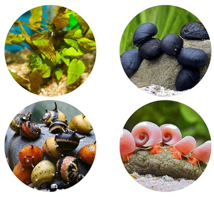 NatureHolic Kieselalgen Fresser Mix | Schnecken gegen Schmier und Kieselalgen | Natürliche Algenbekämpfung | Für 10-30L Aquarium | 3X Rosa Posthornschnecke & 5X Geweihschnecke Tricolor