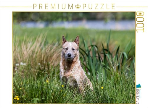 CALVENDO Puzzle EIN Motiv aus dem Kalender Spaziergang am See Australian Cattle Dogs | 1000 Teile Lege-Größe 64 x 48 cm Foto-Puzzle für glückliche Stunden