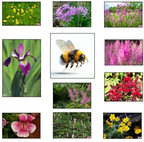 Lincolnshire Pond Plants Ltd - Bee Marginal 8 Pack Potted