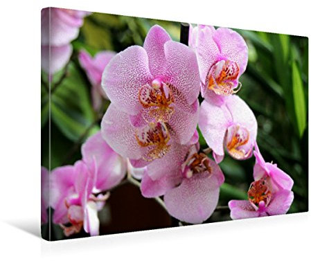CALVENDO Schmetterlings -Orchidee - Die Gattung Phalaenopsis