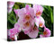 CALVENDO Schmetterlings -Orchidee - Die Gattung Phalaenopsis