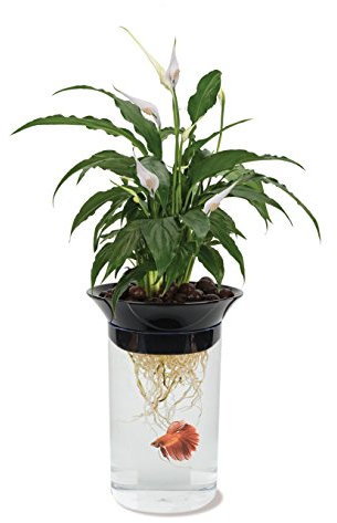 Penn-Plax Aquaponic Betta Aquarium und Pflanzgefäß – fördert eine gesunde Umgebung für Pflanzen und Fische, repliziert den Stoffwechselzyklus der Natur – 0,5 Liter