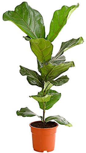 Dehner Geigenfeige, imposantes Blattwerk, ca. 65-75 cm, Ø Topf 17 cm, Zimmerpflanze