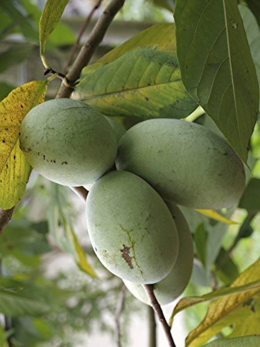 Seedeo® Indianerbanane/Papau/Pawpaw (Asimina triloba) Pflanze ca. 20-30 cm