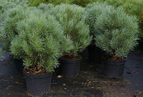 Pinus sylvestris Watereri - Silberkiefer - Strauch-Wald-Kiefer Größe 50-60cm