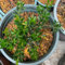 300 pz semi di bosso semi biologici Piante resistenti per il giardino piante da siepe resistenti Le piante da giardino sono piante perenni resistenti piante in vaso resistenti Le