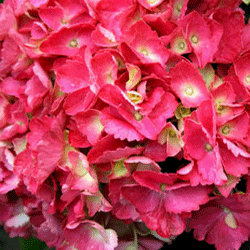 Hydrangea macrophylla 'Hamburg' 19cm Pot Size