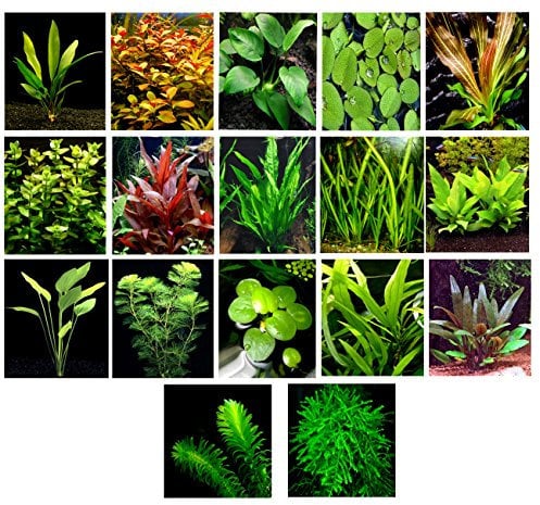 50 Live Aquarium Plants / 17 Different Kinds - Amazon Swords, Anubias, Java Fern, Java Moss, Ludwigia and more! Great plant sampler for 40-45 gal. tanks.