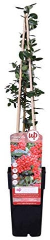 Feuerdorn Red Column 60-80 cm - Pyracantha coccinea Red Column