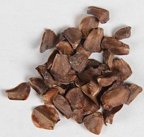 Echte Zypresse Cypressus sempervirens 45 Samen