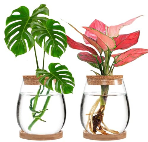 MEETOZ Hydroponic Plant Glass Container, 2 Plant Growing Station, with Wooden Tray, Desktop Glass Planter for Hydroponics Plants Coffee Shop Room Decor 