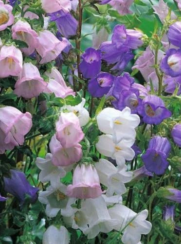 Nuevo fresco 80 piezas Calycanthema Campanula semillas de flores