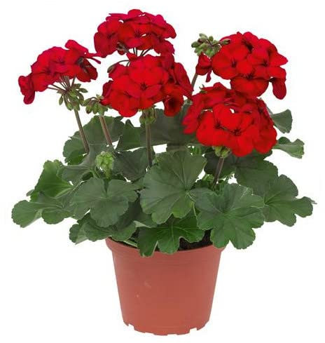 DECOALIVE | Geranio Natural | Mix de Color | Flor Natural | Ideal para Terraza y Jardín