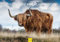 Edition Seidel Premium Kalender Schottische Hochlandrinder 2025 Format DIN A3 Wandkalender Tierkalender Schottland Highland Cattle Kyloe Rind Kühe Kälber Kälbchen