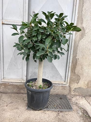 Ficus Australis, Bonsai di Ficus, circ. tronco 22cm, Alt.130cm, pianta da interno e esterno