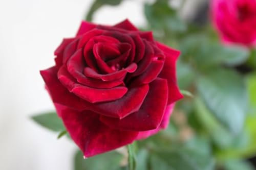 Rote Rosen Samen, 200 Stück, Nicht-GVO Wildblumen, Mehrjährige Gartenblumen, Schmetterlinge und Bienen anlockend