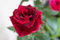 Rote Rosen Samen, 200 Stück, Nicht-GVO Wildblumen, Mehrjährige Gartenblumen, Schmetterlinge und Bienen anlockend