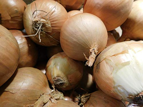 Wintersteckzwiebel Senshyu Yellow | 250 gr. Netzbeutel, Winterhart, Gelbe Speisezwiebeln, Mildem Geschmack, Pflanzung September Ernte Mai, Sonniger Standort