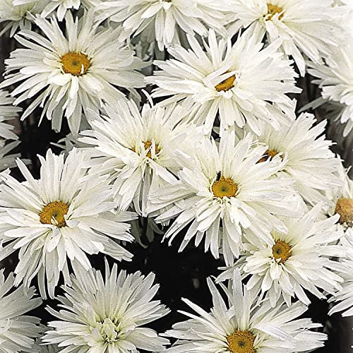 Leucanthemum x superbum Shasta Daisy Plant 'Crazy Daisy' Chrysanthemum Maximum Hardy Perennial Easy to Grow Cottage Garden Flowers 1x 9cm Potted Plant by Thompson and Morgan (1)