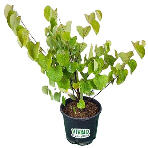Albero di Giuda Cercis Siliquastrum Pianta in Vaso ø 12 cm h 60 cm circa, Pianta da Esterno, Vivaio di Castelletto