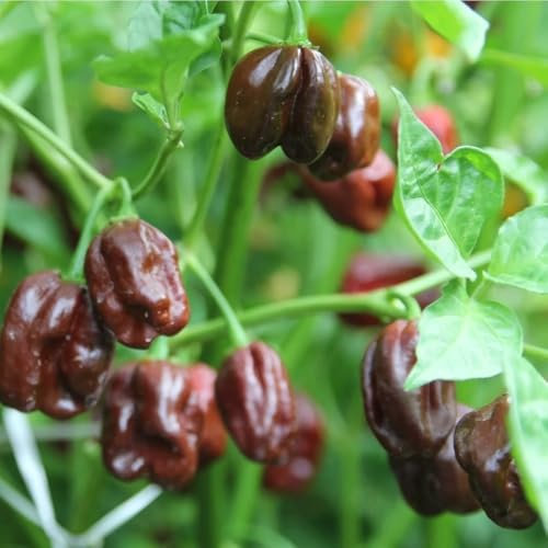 Habanero Chocolate Chili Pepper Seeds - Spicy Chili Plant Open Pollinated Guaranteed Seed Variety
