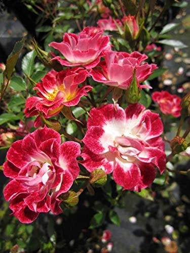 Rosa Little Artist® - Zwergrose Little Artist®