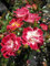 Rosa Little Artist® - Zwergrose Little Artist®