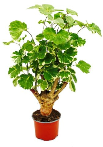 Weißbunte Fiederaralie Polyscias balfouriana Zimmerpflanze 12cm Topf