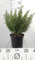 Prostanthera cuneata - Menthe Arbustive, Menthe Australienne, Mente En Arbre 20-25 cm en pot